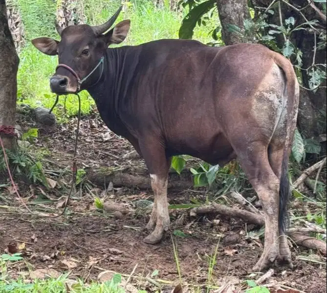 sapi potong jantan 250-300kiloan siap hajatan nazar lebaran sedekahan