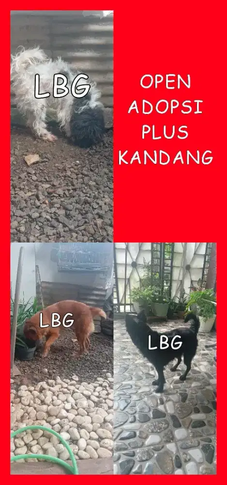 Adopsi anjing + kandang