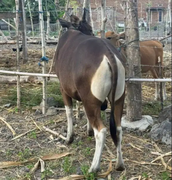 sapi qurban 250kiloan jual kiloan siap hewan kurban 2026 rawatan puas