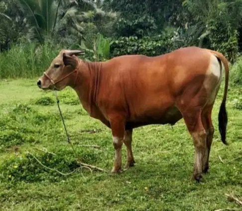 sapi qurban 250kiloan jual kiloan siap hewan kurban 2026 rawatan puas