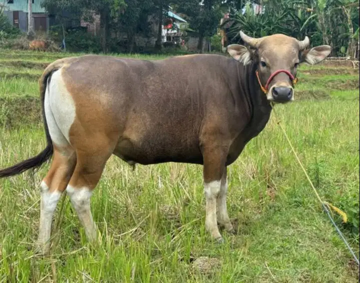 sapi potong 250-300kiloan layak lebaran fitri hajatan sedekahan manteb