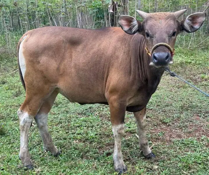 sapi potong 250-300kiloan layak lebaran fitri hajatan sedekahan manteb