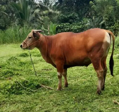 sapi potong jantan 250-300kiloan layak nazar hajatan sedekahan lebaran