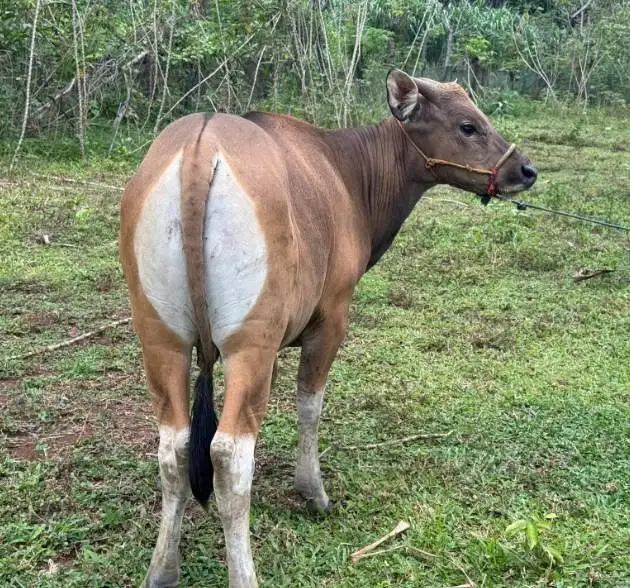 sapi bali 275 kiloan siap iedul adha 2026 kurban ekonomisan jamin puas