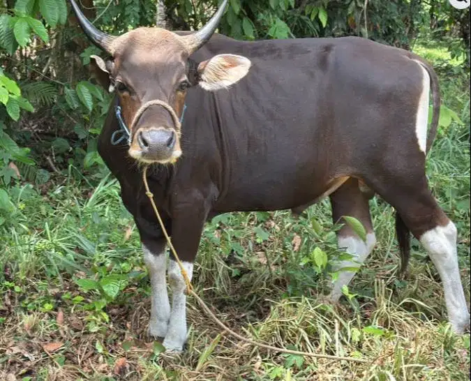 sapi potong jantan 250-300kiloan layak nazar hajatan sedekahan lebaran