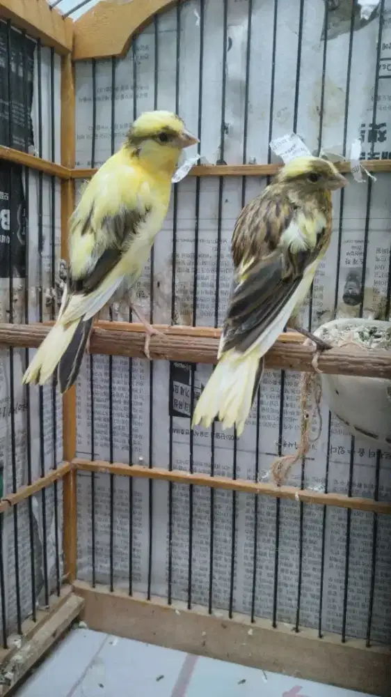 Paud 2e (ysxrasmi) x (lokal) gembling