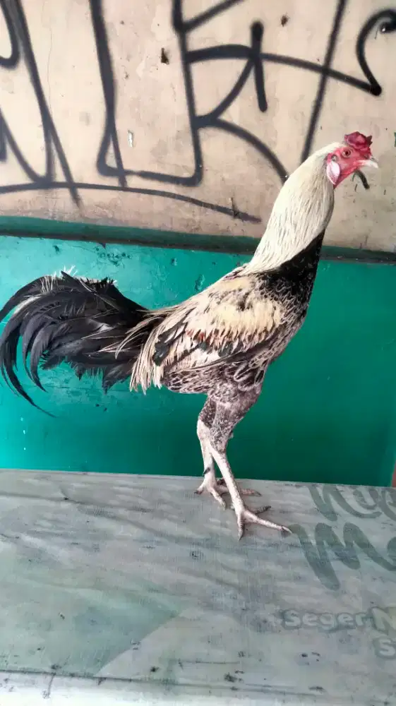 Ayam Pakhoy Thailand Warna Jalak Badan Gede Tinggi Sisik Kaki Rapih