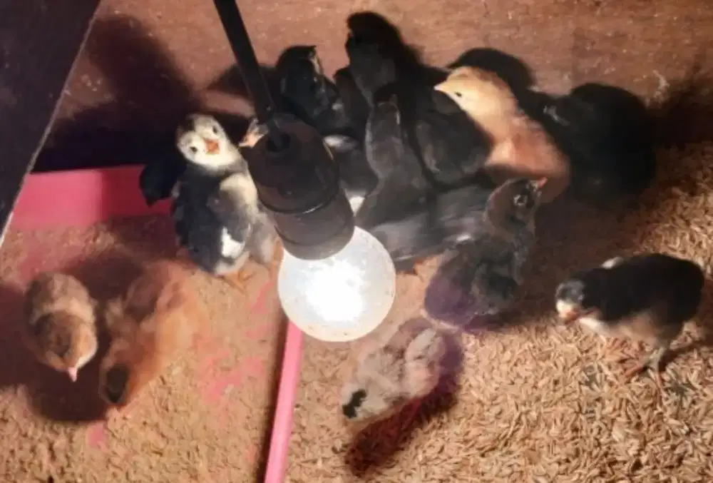 Anak Ayam Kampung Asli