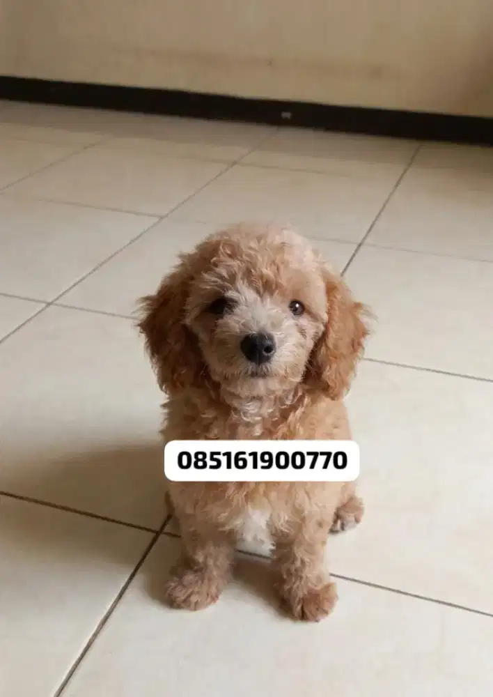 ANAKAN ANJING RED PUDEL JANTAN