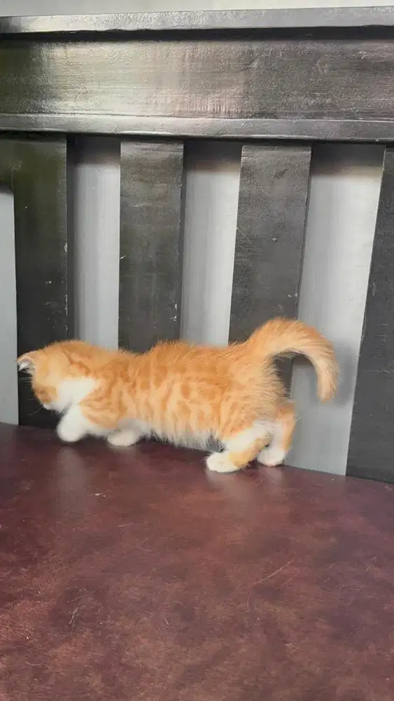 KUCING MUNCHKIN FOLD