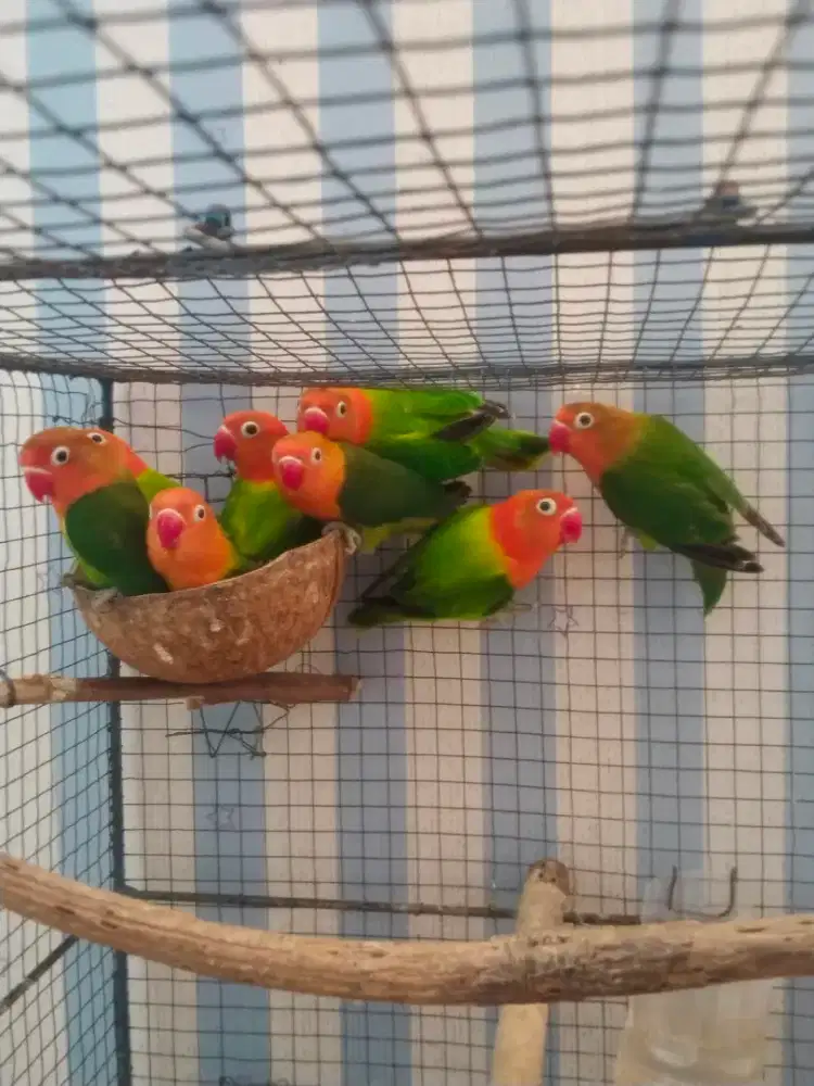 Burung lovebird hasil kebunku