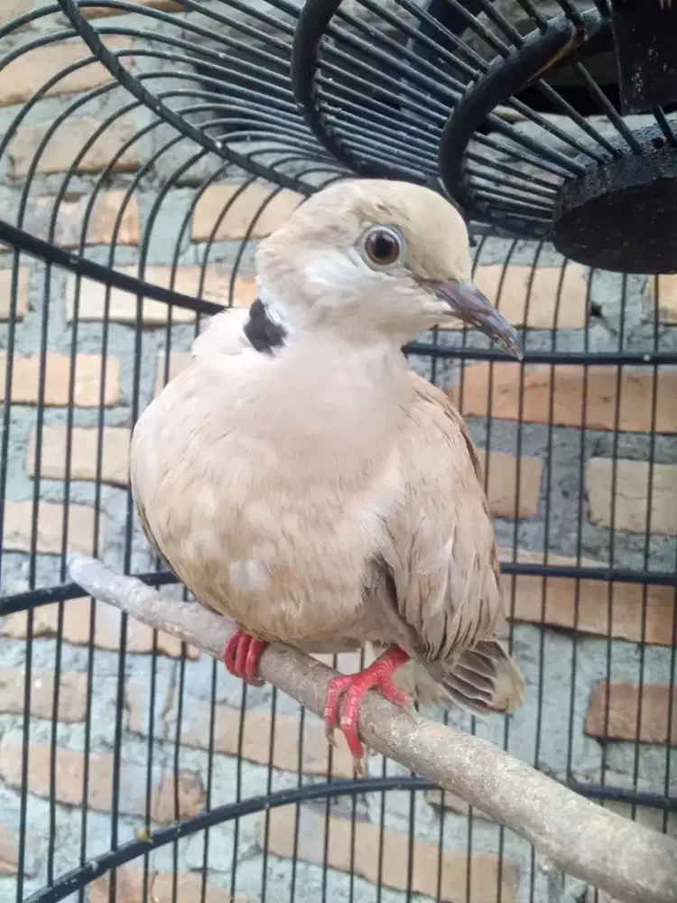 Seekor puter pelung betina