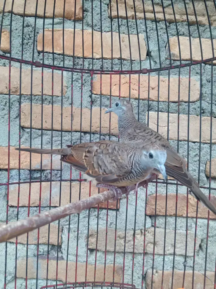 Sepasang perkutut dr loloh