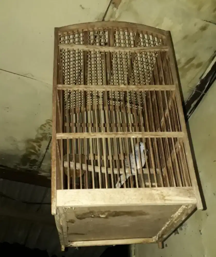 Perkutut lokal alam fs