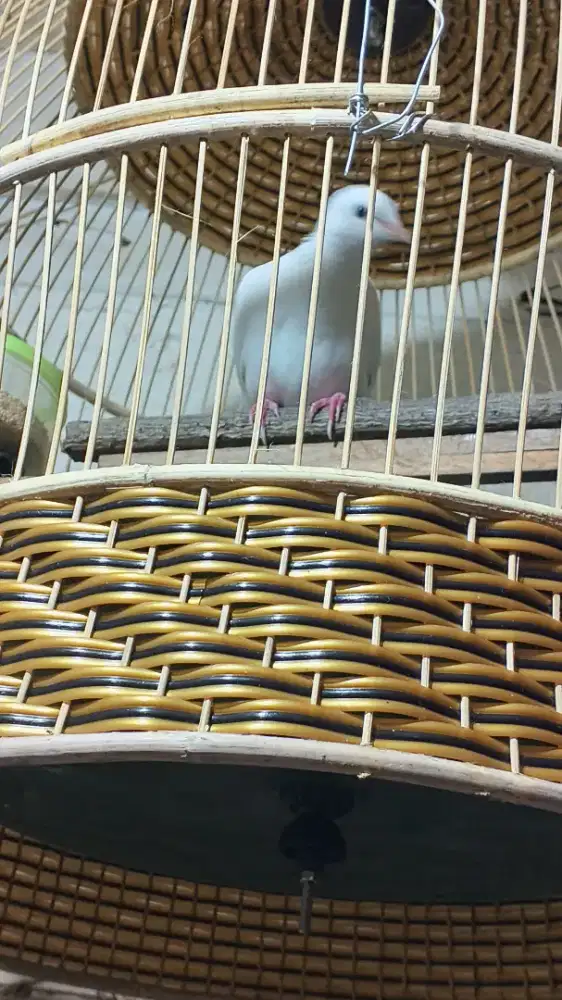 Tekukur blorok kuk 3 paten jangan gacor dor