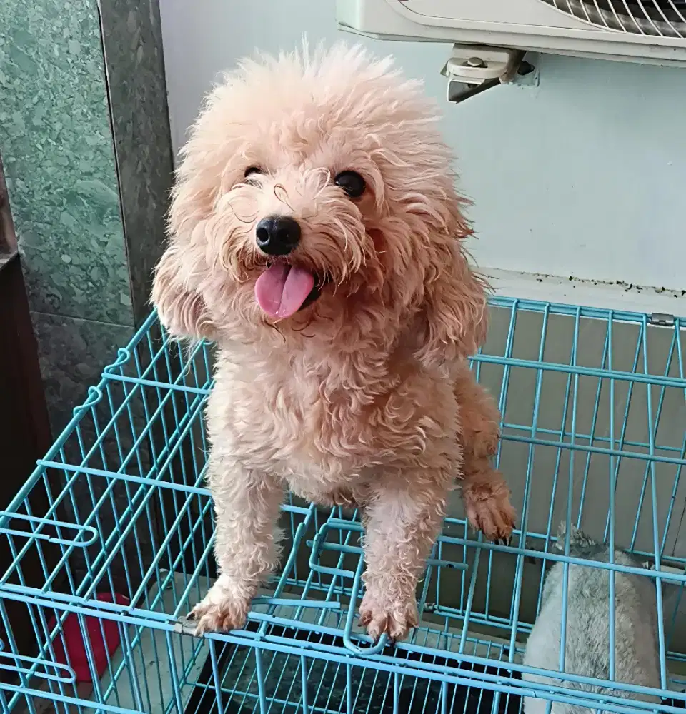 Toy poodle betina