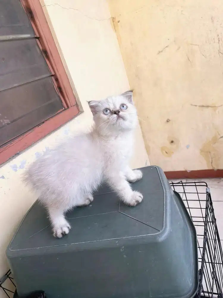 Scottish fold jantan