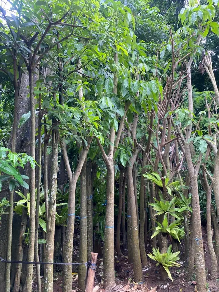 Jual pohon tabebuiya rosea