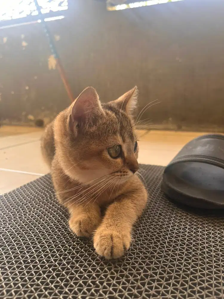 Bsh golden ns jantan