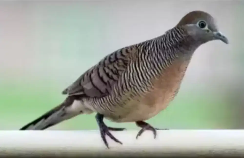 Burung Perkutut asli Madura