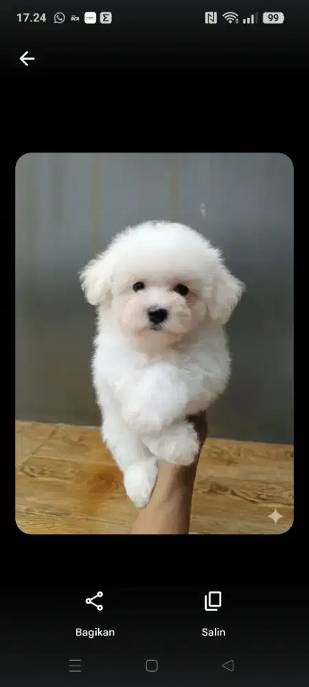 anakan bichon frise