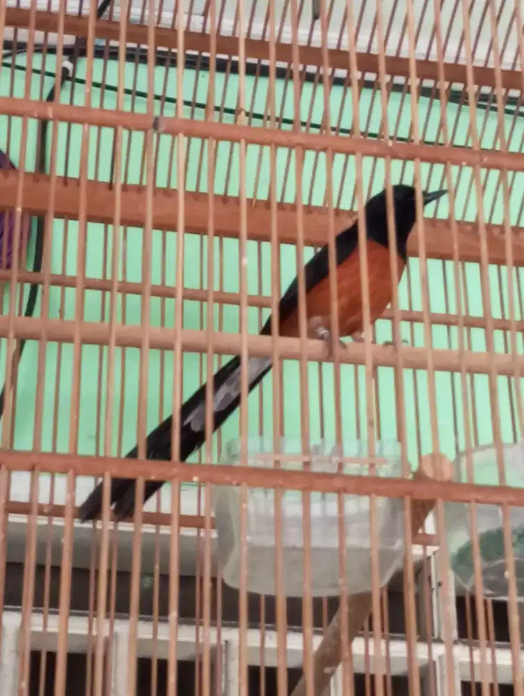 Murai batu gacor fullset