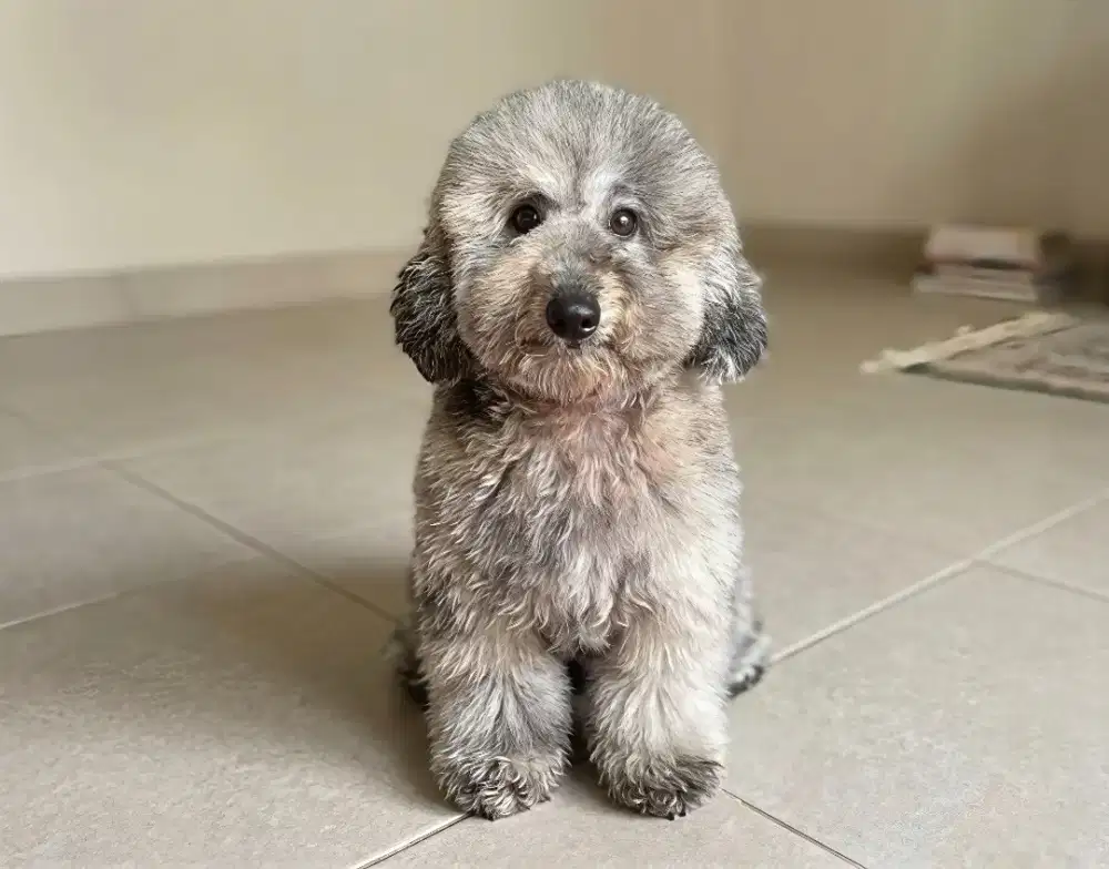 Anjing toy poodle silver stb