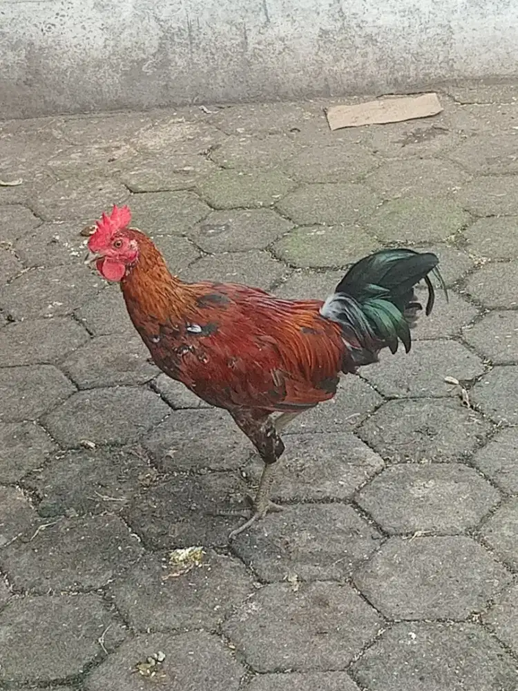 Ayam Ketawa Durasi Gretek umur 4 bulan sepasang sudah bisa berkokok