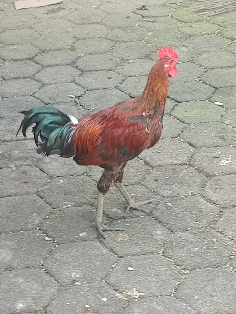 Ayam Ketawa Durasi Gretek sepasang sudah bisa berkokok umur 4 bulan