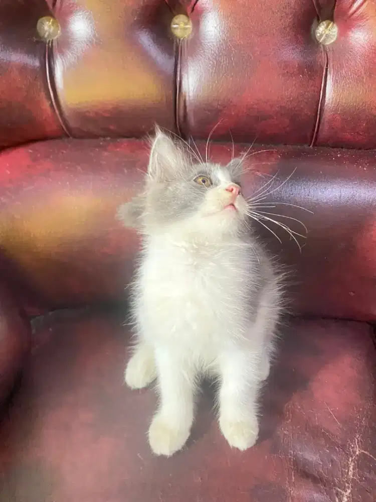 Kucing kitten Persia bigbone
