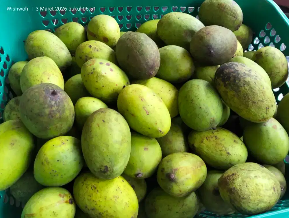 Mangga kweni wangi