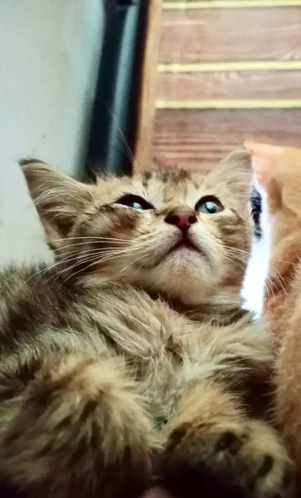 Hotel dan jasa titip jaga kucing dan anjing