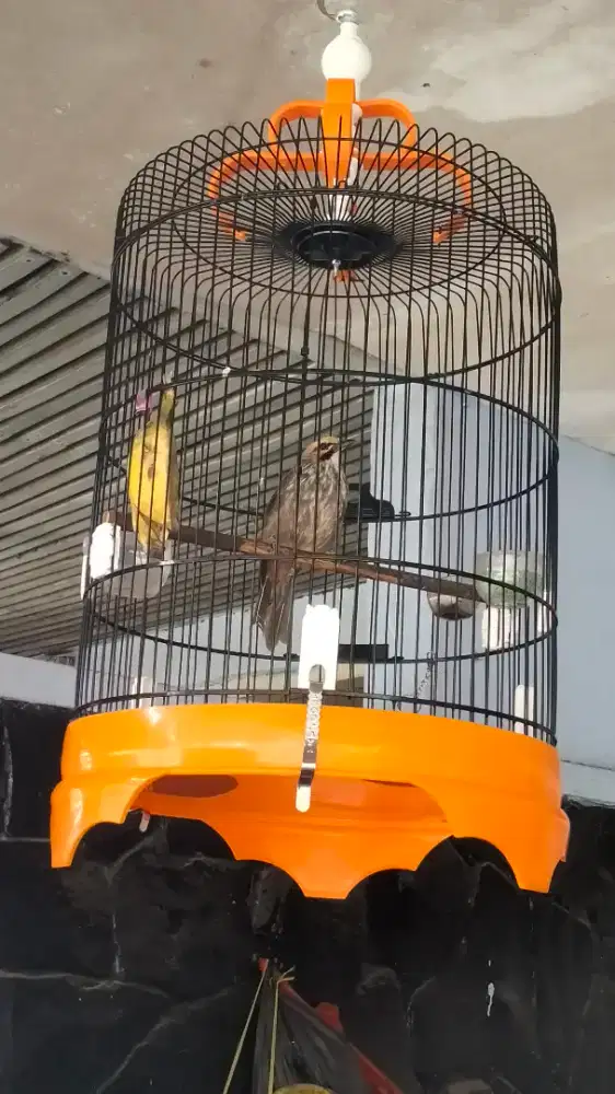 Cucak rowo betina mapan