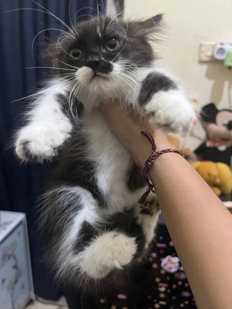 Di jual anak kucing anggora