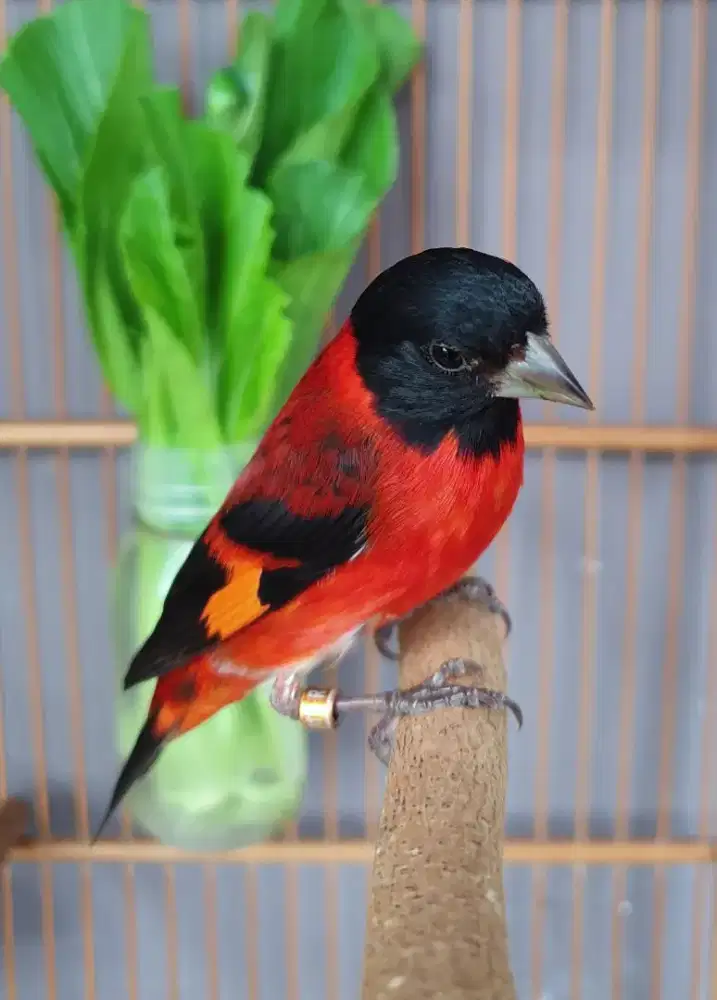 Red siskin klasik gacor kaki hitam