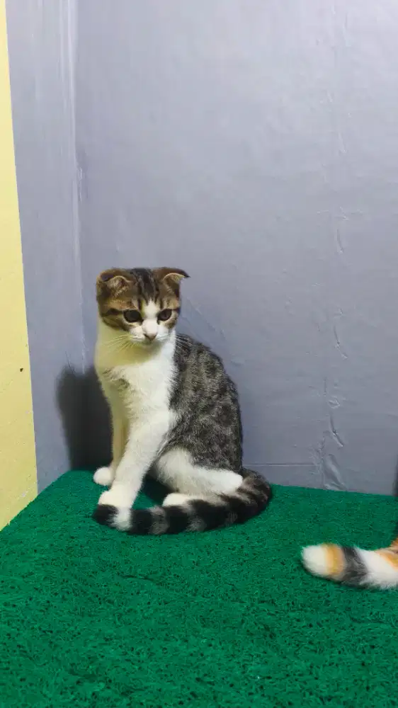 BSH Scottish fold munchkin NS