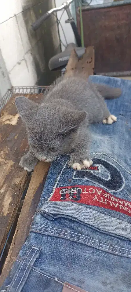 Kucing mix BSH jantan waru