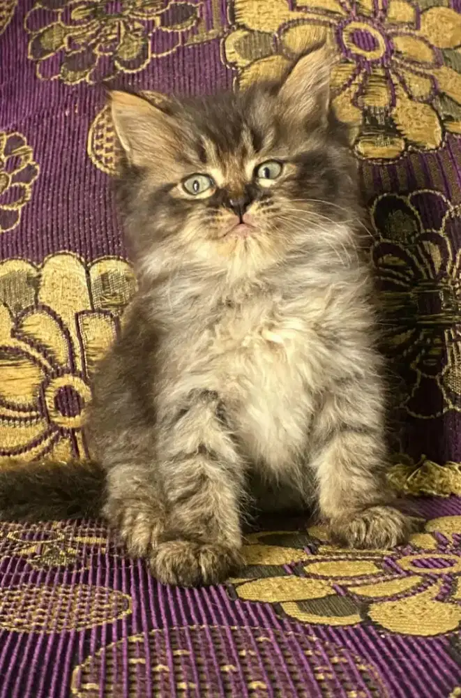 Kitten Mainecoone Betina