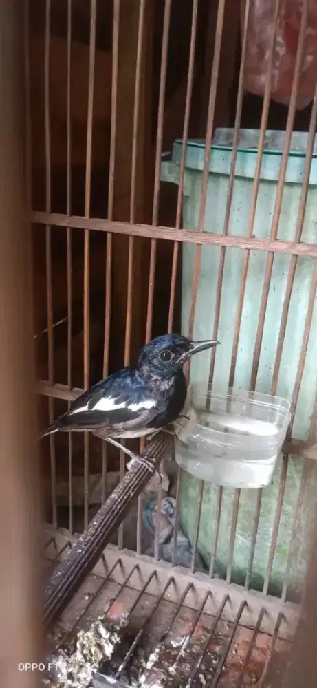 Burung Kacer Pastol Rawatan