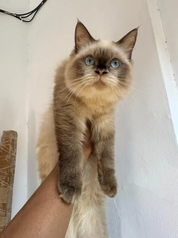 Open adopt Ras Himalayan Ragdoll