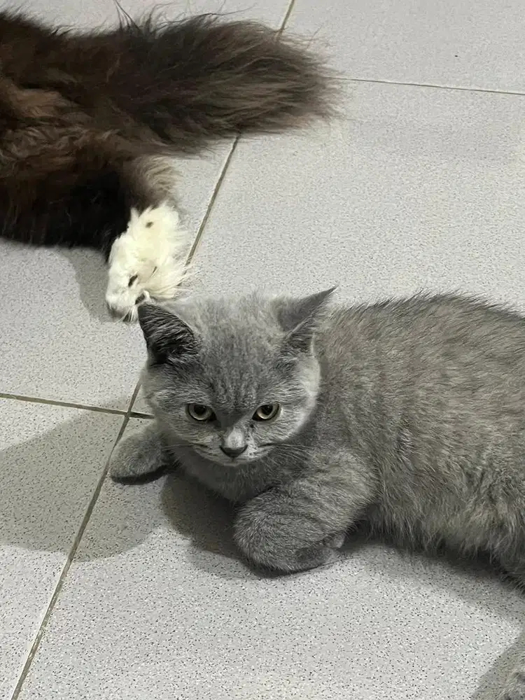 Kitten British Shorthair