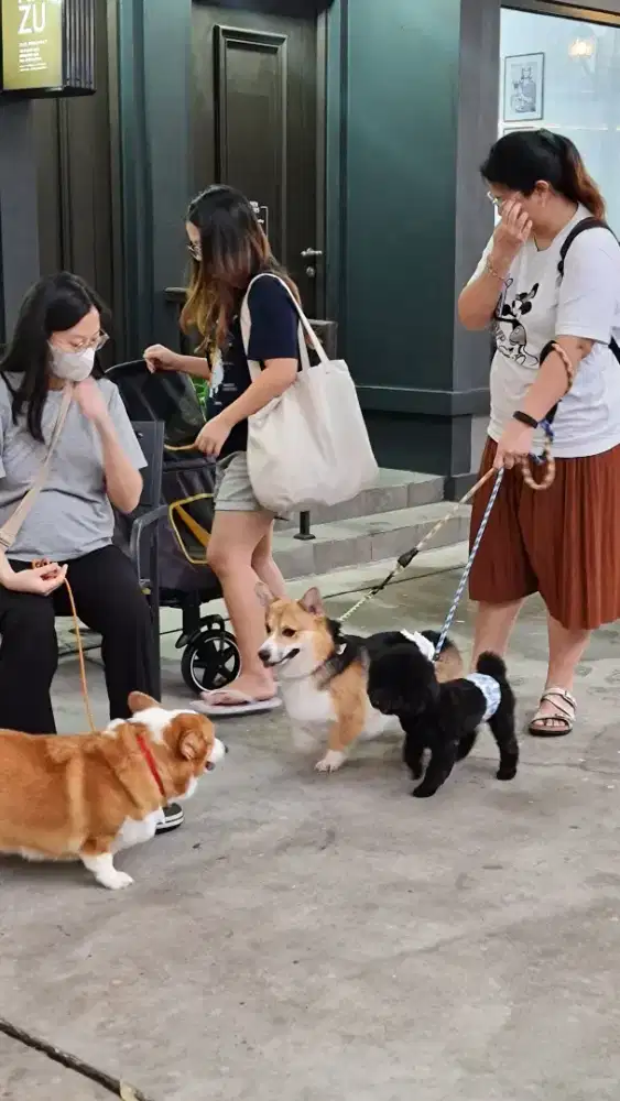 LOWONGAN KASIR DOG SALON