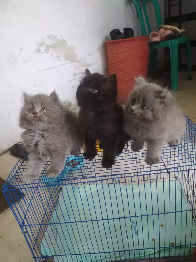 Lepas adopt kitten Persia jantan betina