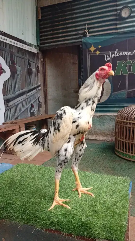 Ayam bangkok janggar /muda