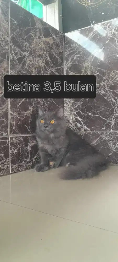 Persia bigbon betina 3,5 bulan