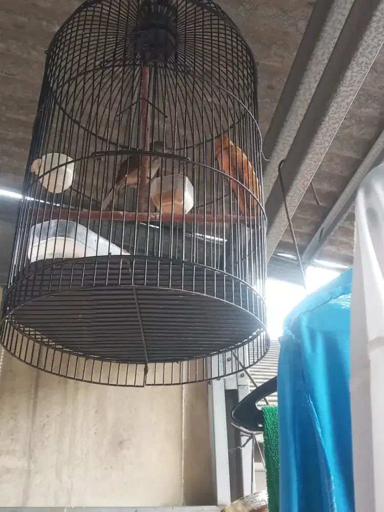 Cicak Riwis pagi siang sore