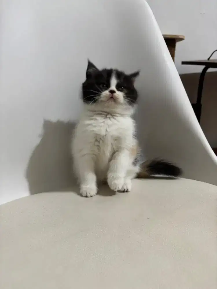 Bsh betina bapa impor Jerman