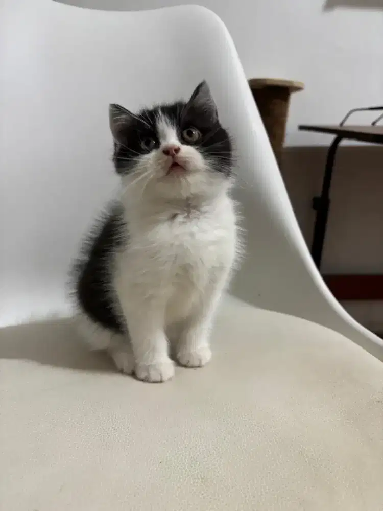 Bsh jantan gembul sehat