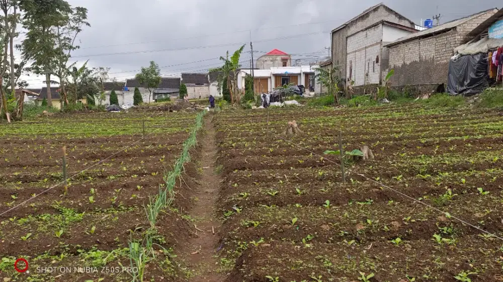 For Sale Tanah Kavling Cluster Strategis di Gekbrong Cianjur