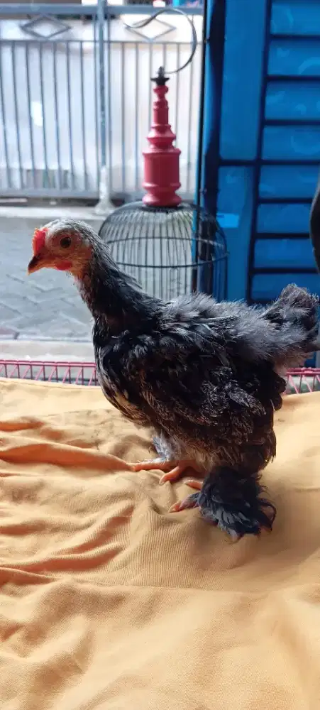 Ayam Bantam cochin